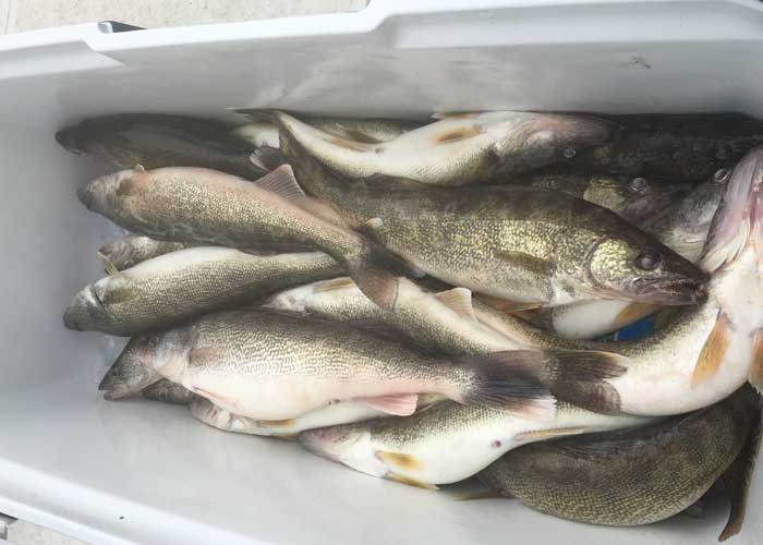 nice lake erie walleye