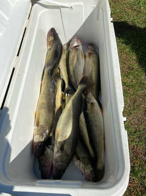september Walleye Lake Erie